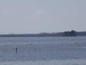 That's a bald eagle we spotted during our visit to Blackwater National Wildlife Refuge.